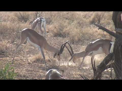 Grant's Gazelle Teenage Boys Fighting for  Dominance