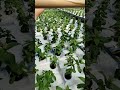 The Hydroponic Net Hack for Heavy Crops! 🇩🇪🍅 #Shorts #hydroponics #commercial