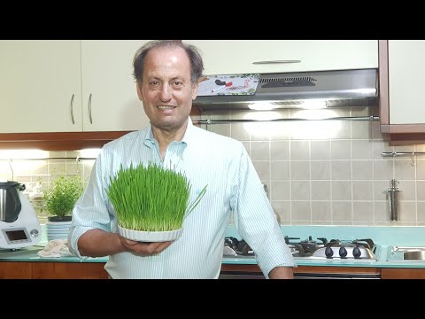 Video: Piatti Di Germogli Di Grano: Cosa Cucinare A Pranzo