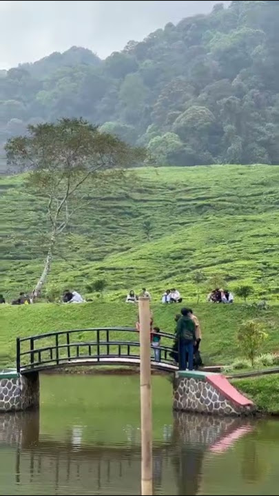 Telaga Saat Puncak Bogor #puncak #puncakbogor #telagasaat #healing