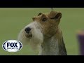 King the Wire Fox Terrier wins the 2019 Westminster Kennel Club Dog Show Terrier Group | FOX SPORTS