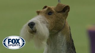 King the Wire Fox Terrier wins the 2019 Westminster Kennel Club Dog Show Terrier Group | FOX SPORTS