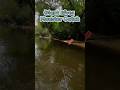 Calm River Surprising Catch #shorts #fishing