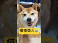 模様替えだけで大騒ぎ🤣#柴犬 #豆柴 #shibainu #犬 #犬のいる暮らし #shorts