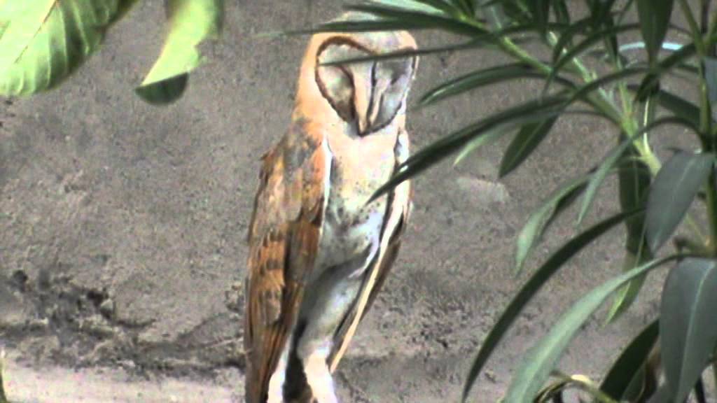 owls-cannot-see-during-day-here-s-the-proof-youtube