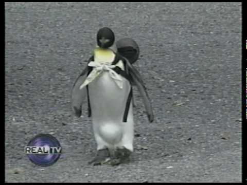 Videó: A Japán Szökött Pingvin Rózsaszín Szemtől Szenved