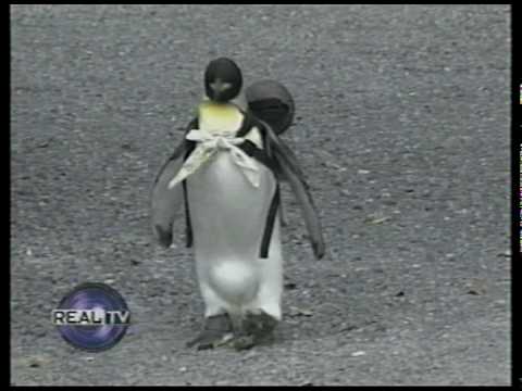 Video: Warum verkauft petsmart keinen Fisch?