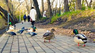 видео: Walking in YEkaterinburg. Неспешная прогулка по Дендрологическому парку |4K| (October 22, 2025) картинка: Walking in YEkaterinburg. Неспешная прогулка по Дендрологическому парку |4K| (October 22, 2025)