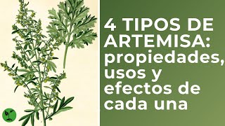 4 tipos de artemisa:propiedades, usos y efectos de cada una