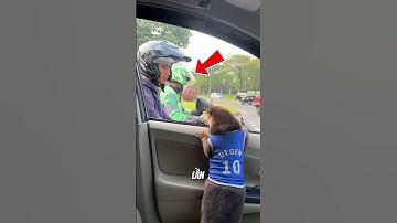 Chú rái cá dễ thương này bị mọi người phớt lờ #shorts