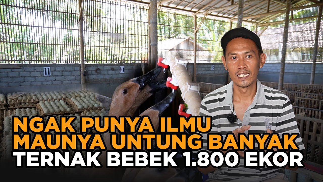 Ngak tau Ilmunya Pengenya Hasil Besar Ternak Bebek 1800 Ekor