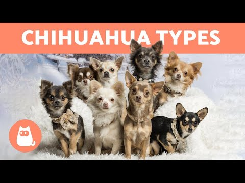 Video: What Are The Standards For The Chihuahua Breed