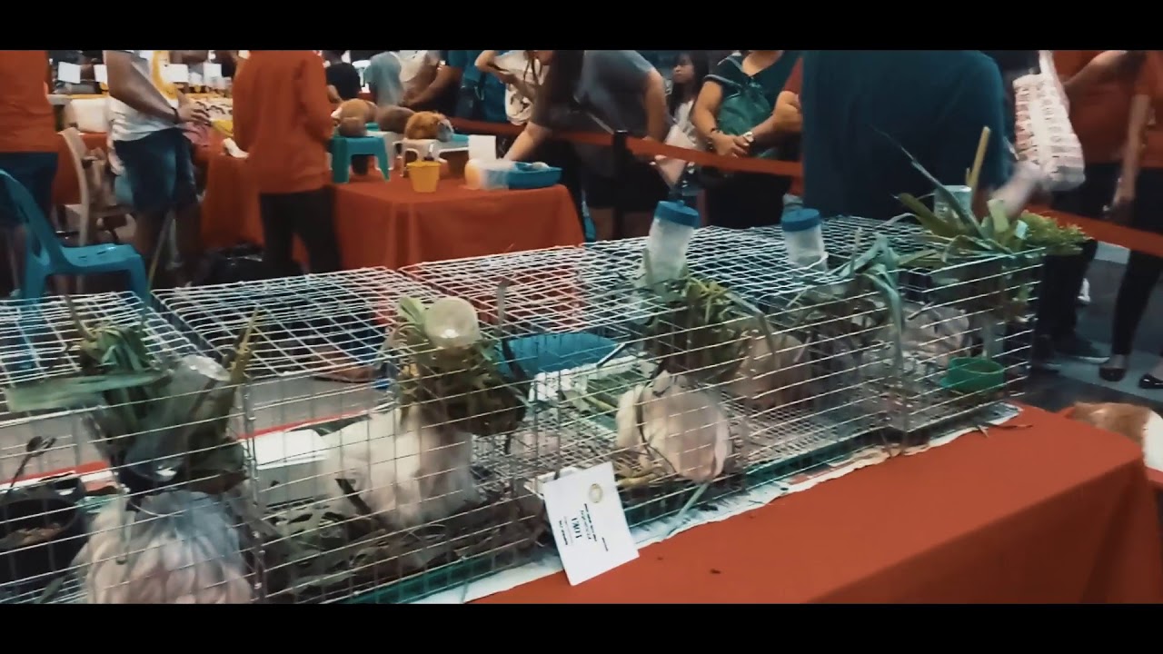 2018 Davao Pet Expo YouTube