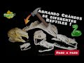 Armando cráneos de Pitón retículado 🐍 y tortuga caimán🐢|Tutorial de cómo blanquear y armar cráneos🐢🐍