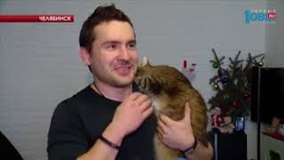 Челябинцы продают кота-экзорциста за 2,5 миллиона рублей Челябинцы продают кота-экзорциста за 2,5 миллиона рублей