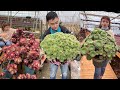 Biggest Succulents I've Ever Seen | Succulent Garden| 多肉植物 | 다육이들 | Suculentas