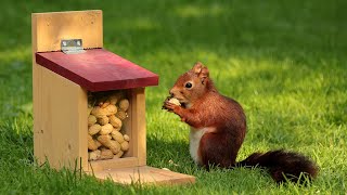 squirrel sound effects | THE BEST COMPILATION 2022 !!!
