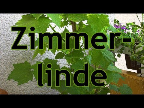 Video: Ahimenes (51 Fotos): Regeln Für Die Pflege Einer Blume Zu Hause, Das Pflanzen Von Achimenes-Samen, Beschreibung Von 