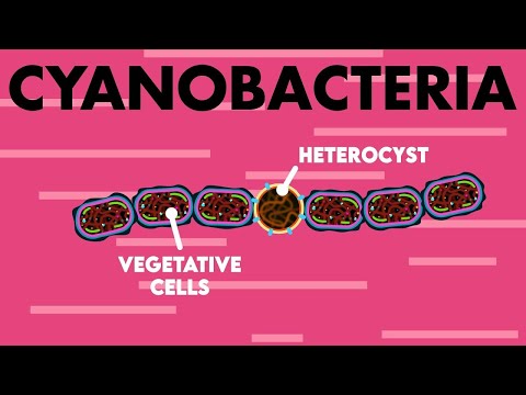 Video: Forskellen Mellem Cyanobakterier Og Proteobakterier