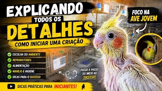 EXPLICANDO TODOS OS DETALHES: COMO INICIAR UMA CRIAÇÃO DE CALOPSITAS! #calopsita #aves #youtuber