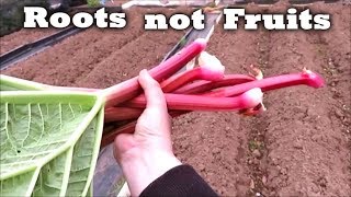 Odd jobs, and a discovery! Allotment Gardening UK.