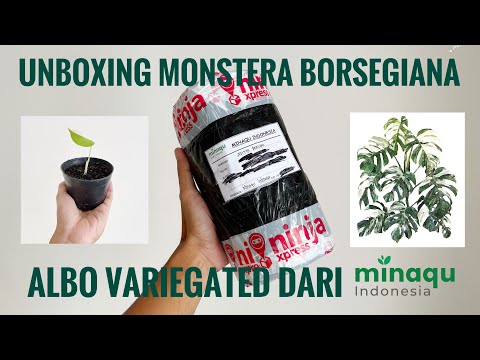 Unboxing mosntera borsegiana albo variegated murah❗️