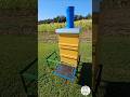 🐝 Beehive Entrance in Action – Watch the Busy Bees at Work! 🍯🌿 #bee #beekeeping #пчеловодство #fyp