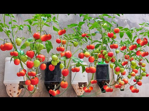 Best Way To Grow Tomato Plant in Plastic Hanging Bottles | Grow Tomato for High Yield, Lots of