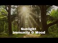 Sunlight, Immunity and Mood: Exploring the Connection