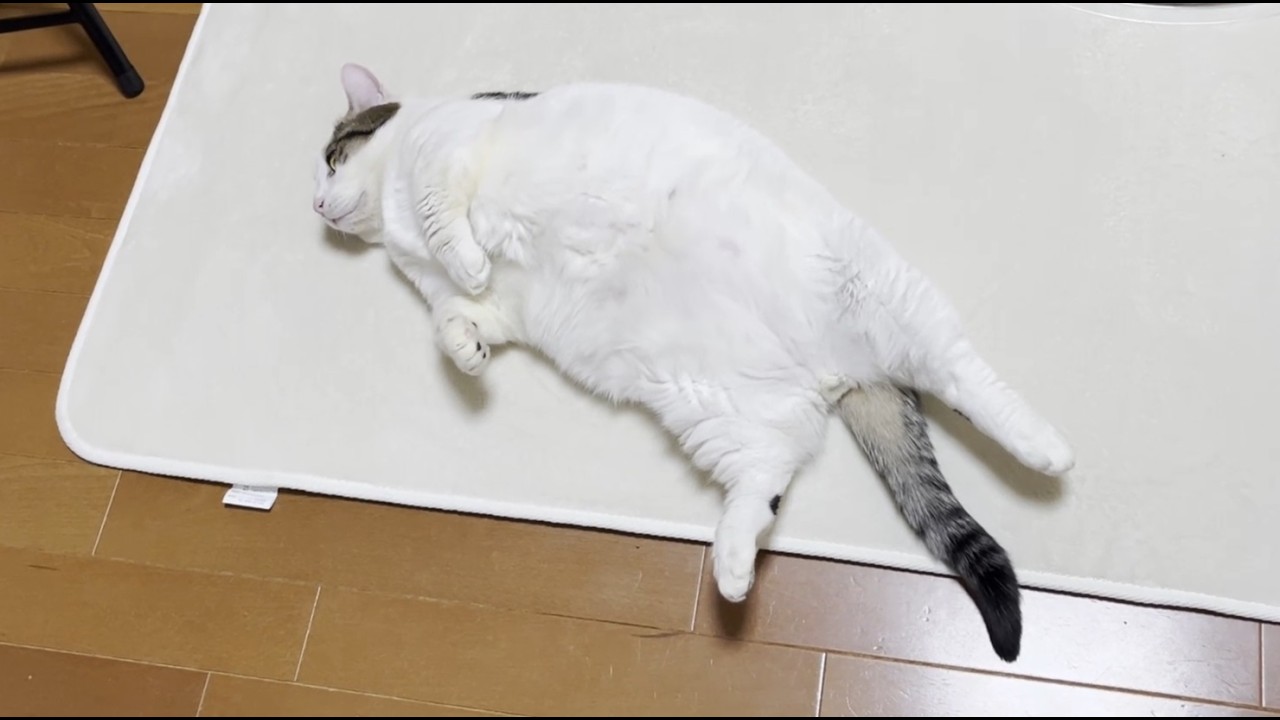 Cat　　準備中 When my cat stretched its back it looked huge. - YouTube