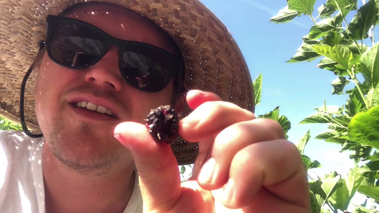SHANGRI LA AND WORLDS BEST MULBERRIES
