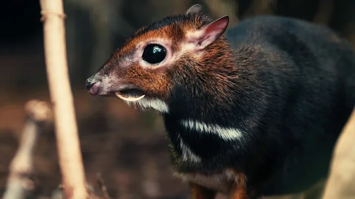 Rare Philippine mouse deer born in UK first at Chester Zoo - DayDayNews