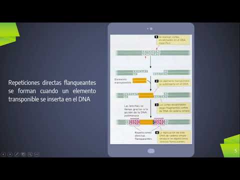 Vídeo: Detección De Elementos Transponibles A Partir De Datos De Secuencia Del Genoma Completo