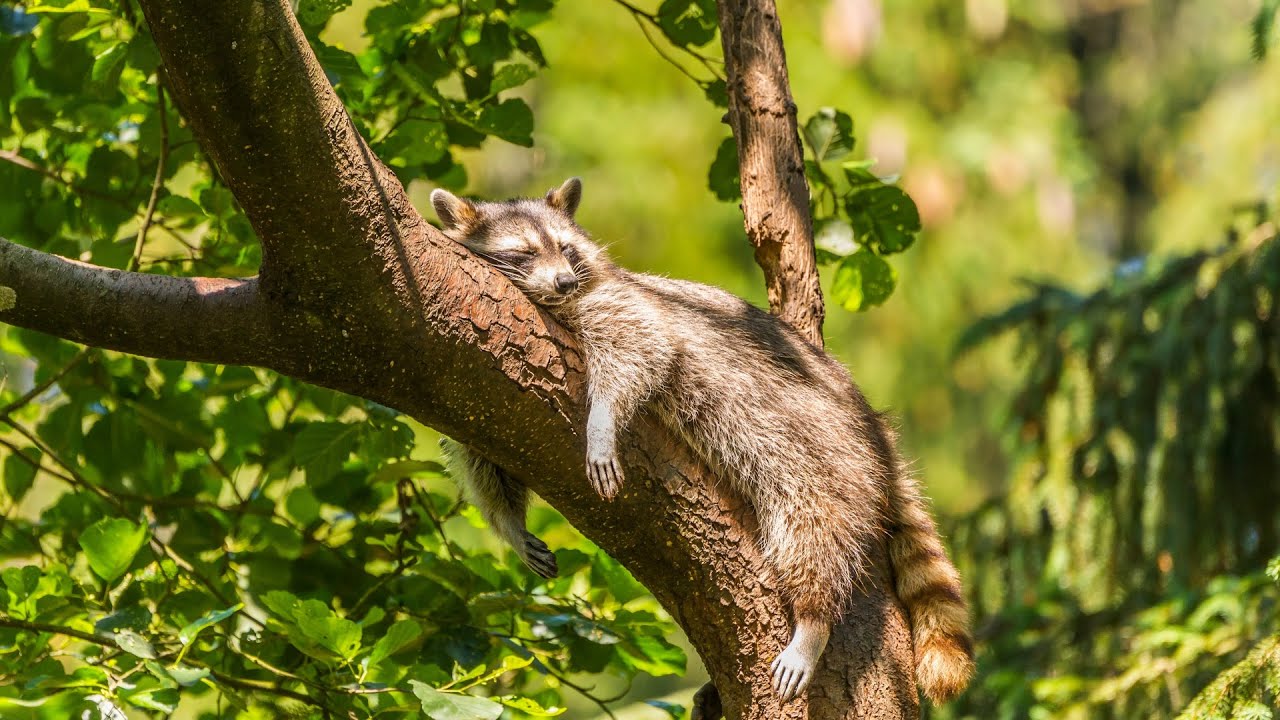 Музыка для снятия стресса / Music to relieve stress