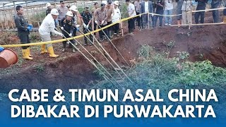 Download Lagu RIBUAN TANAMAN CABAI \u0026 TIMUN BENIH DARI CHINA DIBAKAR DI PURWAKARTA! Barantin Ungkap Alasan Ilmiah MP3 Download Lagu RIBUAN TANAMAN CABAI \u0026 TIMUN BENIH DARI CHINA DIBAKAR DI PURWAKARTA! Barantin Ungkap Alasan Ilmiah MP3