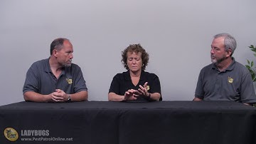 Ladybugs or Asian Beetles in the Home