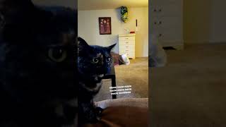 Singing Rob Thomas- Lonely No More to my cat #cat #cat #music #funny #twitchstreamer #livestream