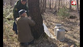 видео Когда собирать березовый сок в Подмосковье в 2018 году