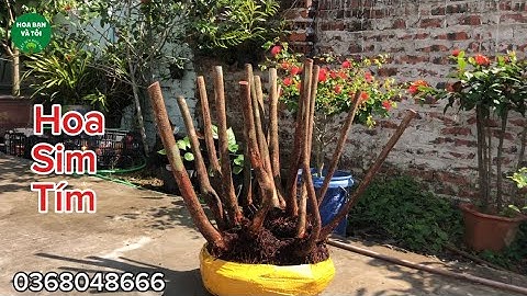 Hoa sim tím bụi to rễ nhiều 15 thân