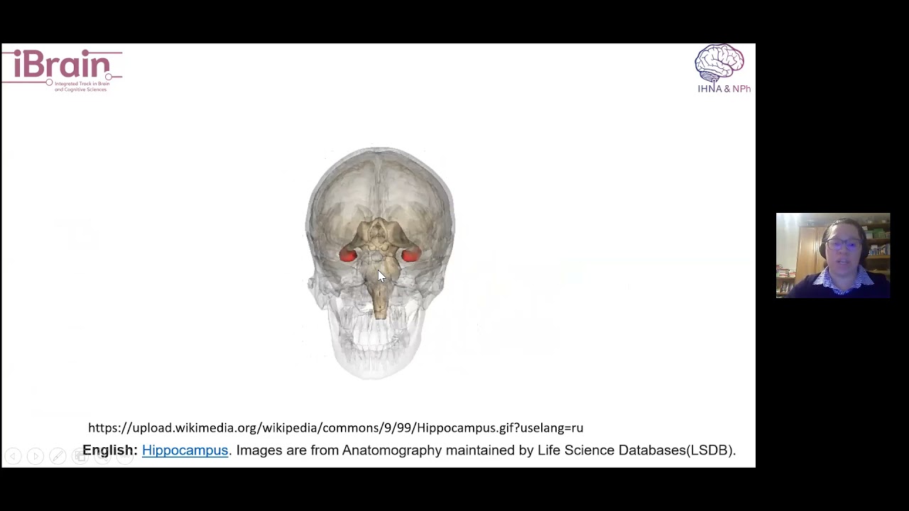 T15 Dr. Natalia Bal "Structures and Functions of Hippocampus" IHNA/iBRAIN