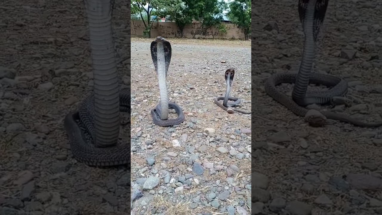 #Indianspectacledcobra