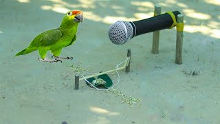 Easy Way To Make Bird Trap | Parrot Vs Microphone - Dove Vs Water Bottle | Easy Bird Trap