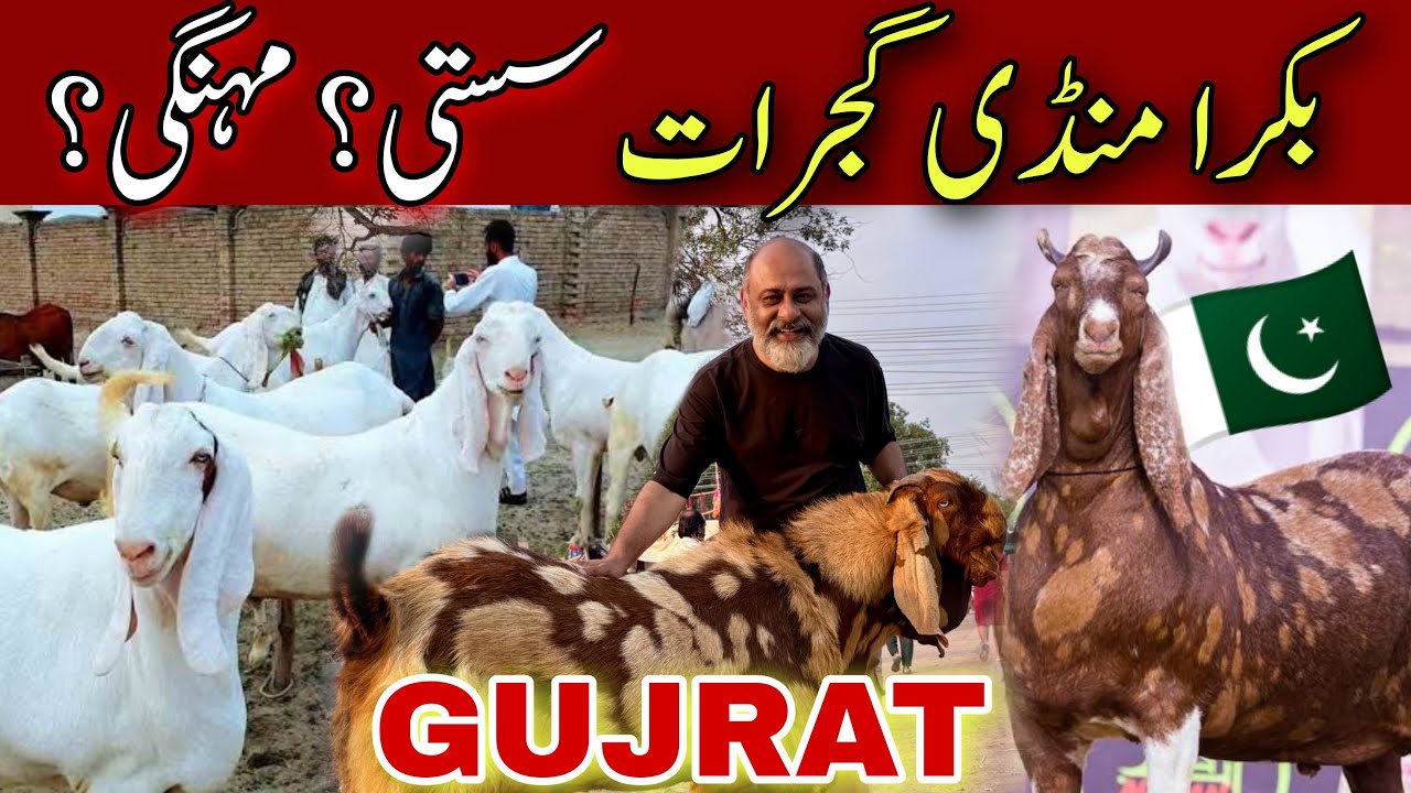 Bakra mandi gujrat | cattle market in gujrat | eid e Quran 2025 | Iftikhar Ahmad Usmani