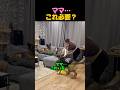 判断が早すぎる犬ｗ