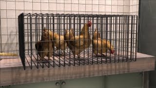 Mutated bird flu strain can transmit between mammals, says controversial paper