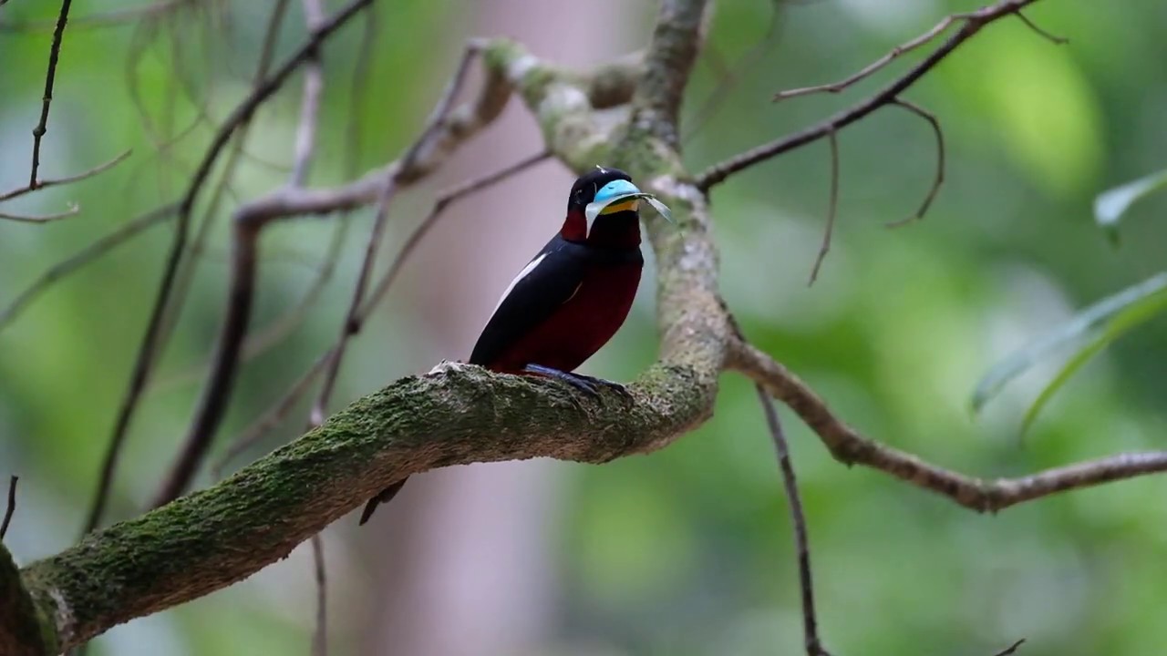 Black and Red Broadbill in Malaysia Jul2020 
