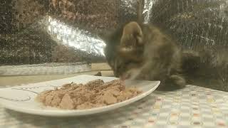 5 week old kitten first meal by IBDALOVELY1 26 views 3 years ago 1 minute, 12 seconds