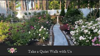 🌹A Quiet Walk through the rose gardens May 2026/ Zone 8a @TheRoseGeek