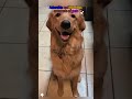 #funny #funnyshorts #viral #viralshorts#comedy #fails#prank#cute#reaction#wholesome #respect#shorts