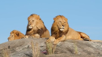 These Are 15 Fastest Animals On This Planet